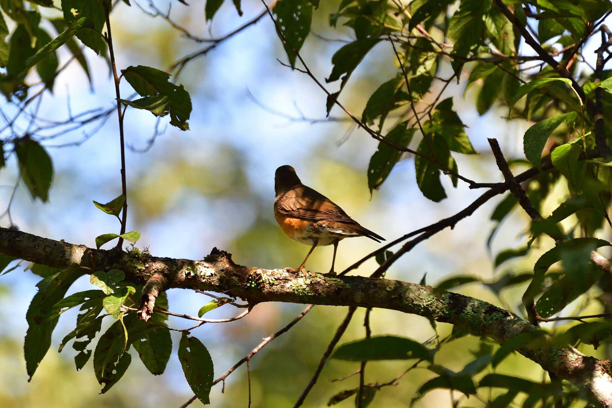 Brown-headed Thrush