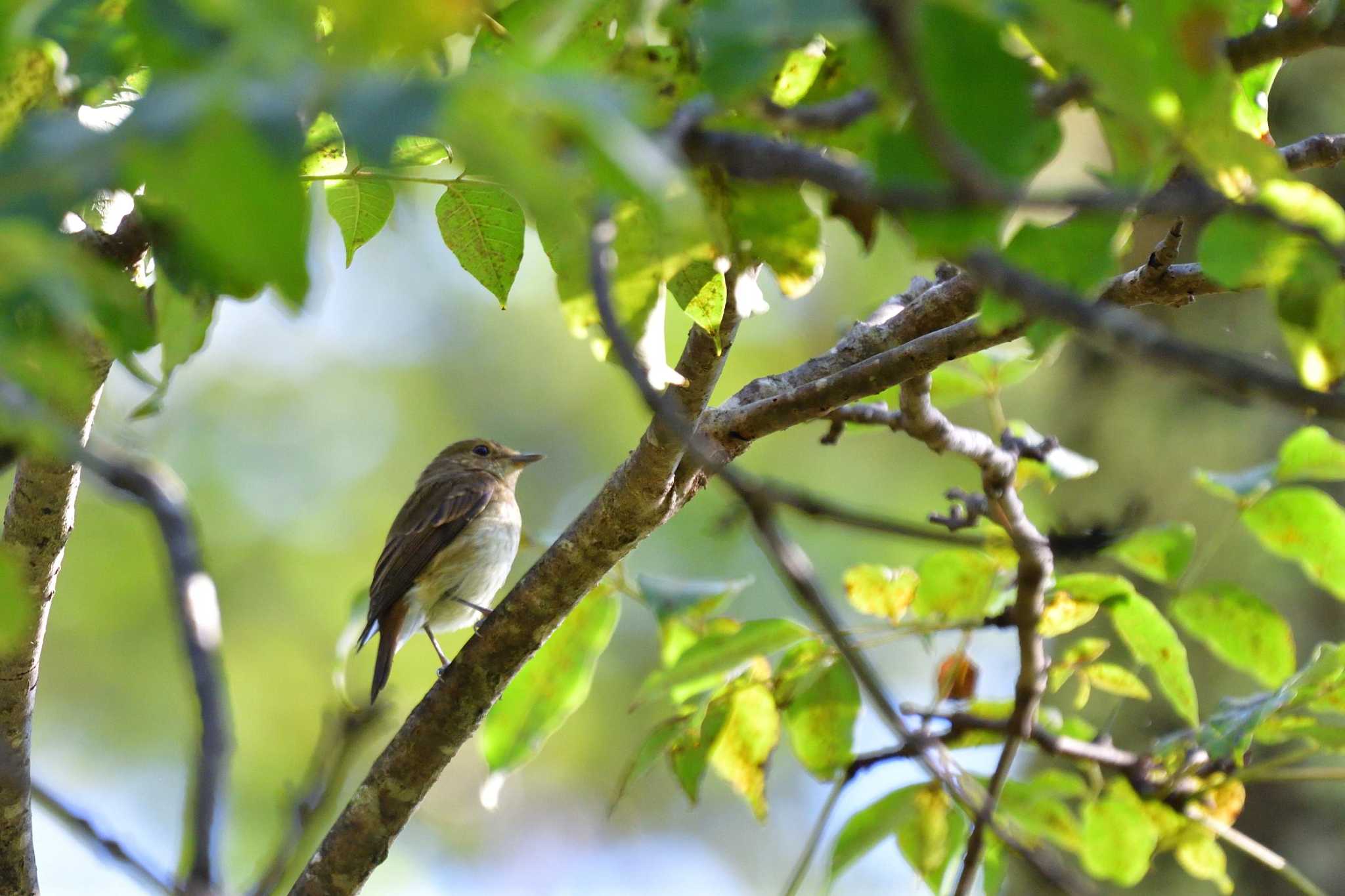 Narcissus Flycatcher