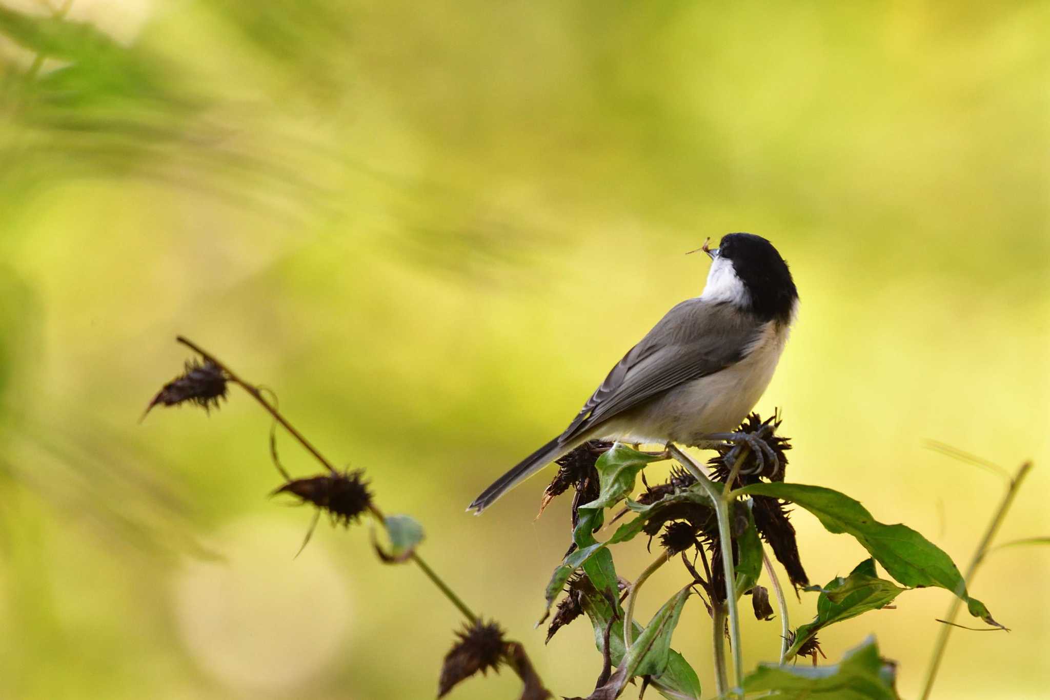 Willow Tit