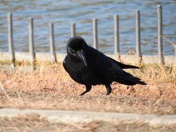 ハシブトガラス 大阪鶴見緑地 2018年2月7日(水)