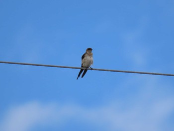 2022年9月23日(金) 杷木の野鳥観察記録