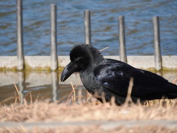 ハシブトガラス 大阪鶴見緑地 2018年2月7日(水)