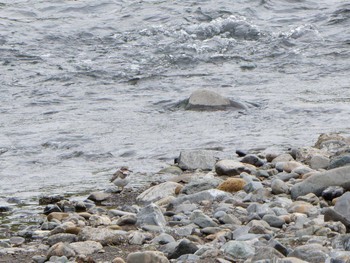 Long-billed Plover 境川遊水地公園 Thu, 9/29/2022