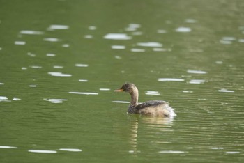 Little Grebe Shinjuku Gyoen National Garden Thu, 9/29/2022