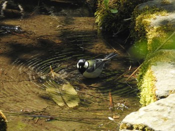 Japanese Tit 篠路五ノ戸の森緑地 Wed, 5/18/2022