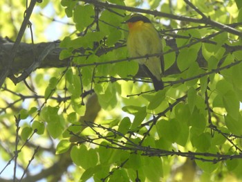 Narcissus Flycatcher 篠路五ノ戸の森緑地 Wed, 5/18/2022