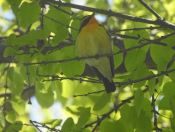 Narcissus Flycatcher 篠路五ノ戸の森緑地 Wed, 5/18/2022