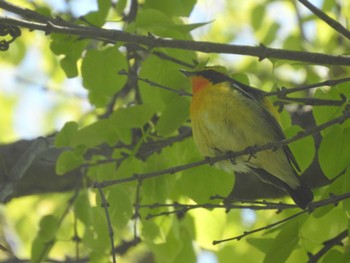 Narcissus Flycatcher 篠路五ノ戸の森緑地 Wed, 5/18/2022