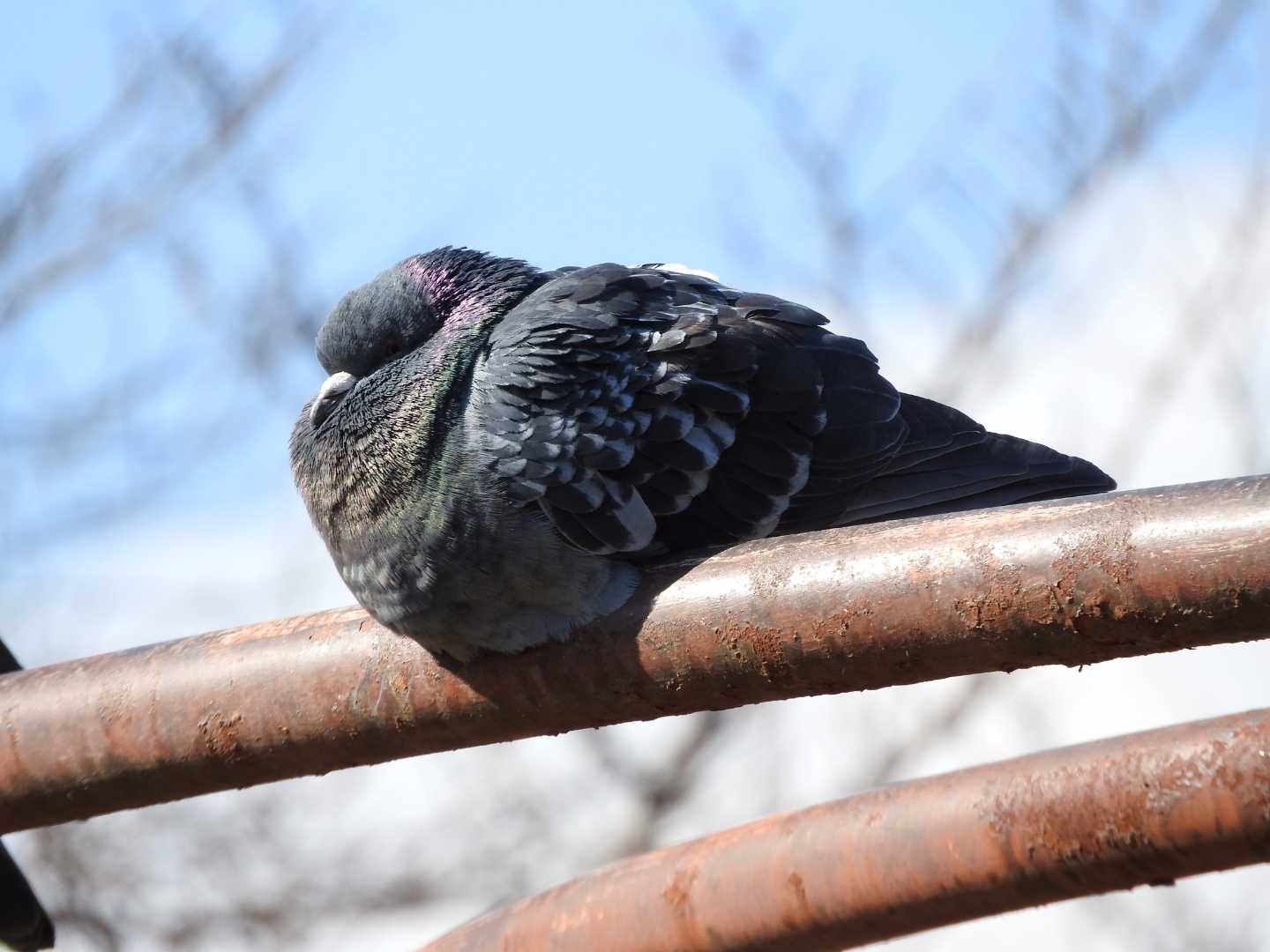 Photo of Rock Dove at Osaka Tsurumi Ryokuchi by ぴりか