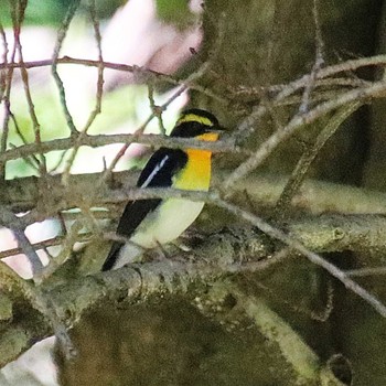 Narcissus Flycatcher 大仙公園 Thu, 9/29/2022