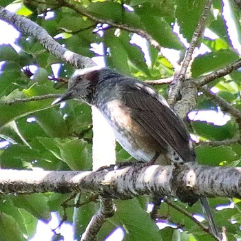 Brown-eared Bulbul 大仙公園 Thu, 9/29/2022