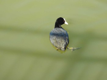 Eurasian Coot Osaka Tsurumi Ryokuchi Wed, 2/7/2018