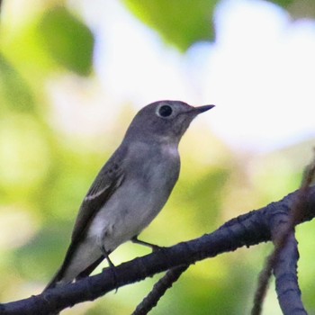 Asian Brown Flycatcher 大仙公園 Mon, 9/26/2022