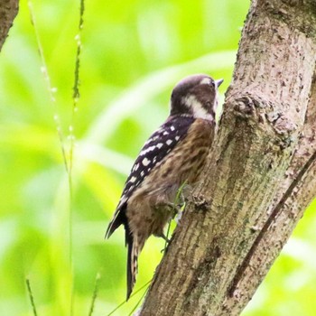 Japanese Pygmy Woodpecker 大仙公園 Wed, 9/21/2022