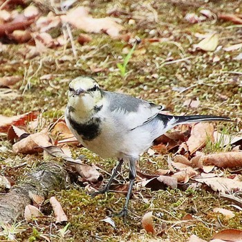 White Wagtail 大仙公園 Wed, 9/21/2022