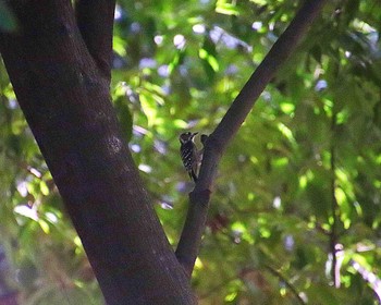 Japanese Pygmy Woodpecker 大仙公園 Mon, 9/12/2022