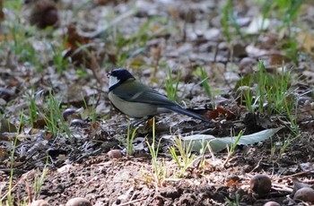 シジュウカラ 大泉緑地 2022年9月30日(金)