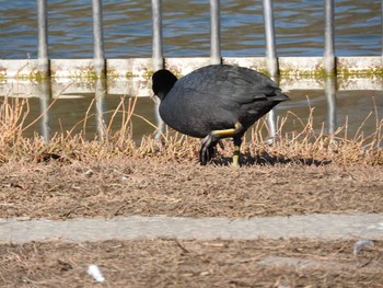 Eurasian Coot Osaka Tsurumi Ryokuchi Wed, 2/7/2018