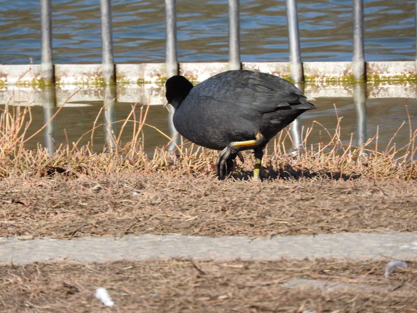 オオバン