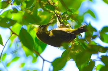 2022年9月30日(金) 大泉緑地の野鳥観察記録