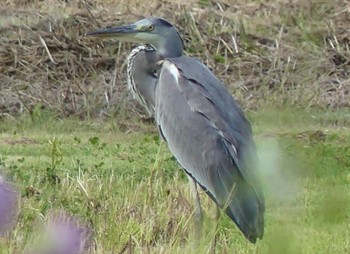 Mon, 9/19/2022 Birding report at Isanuma