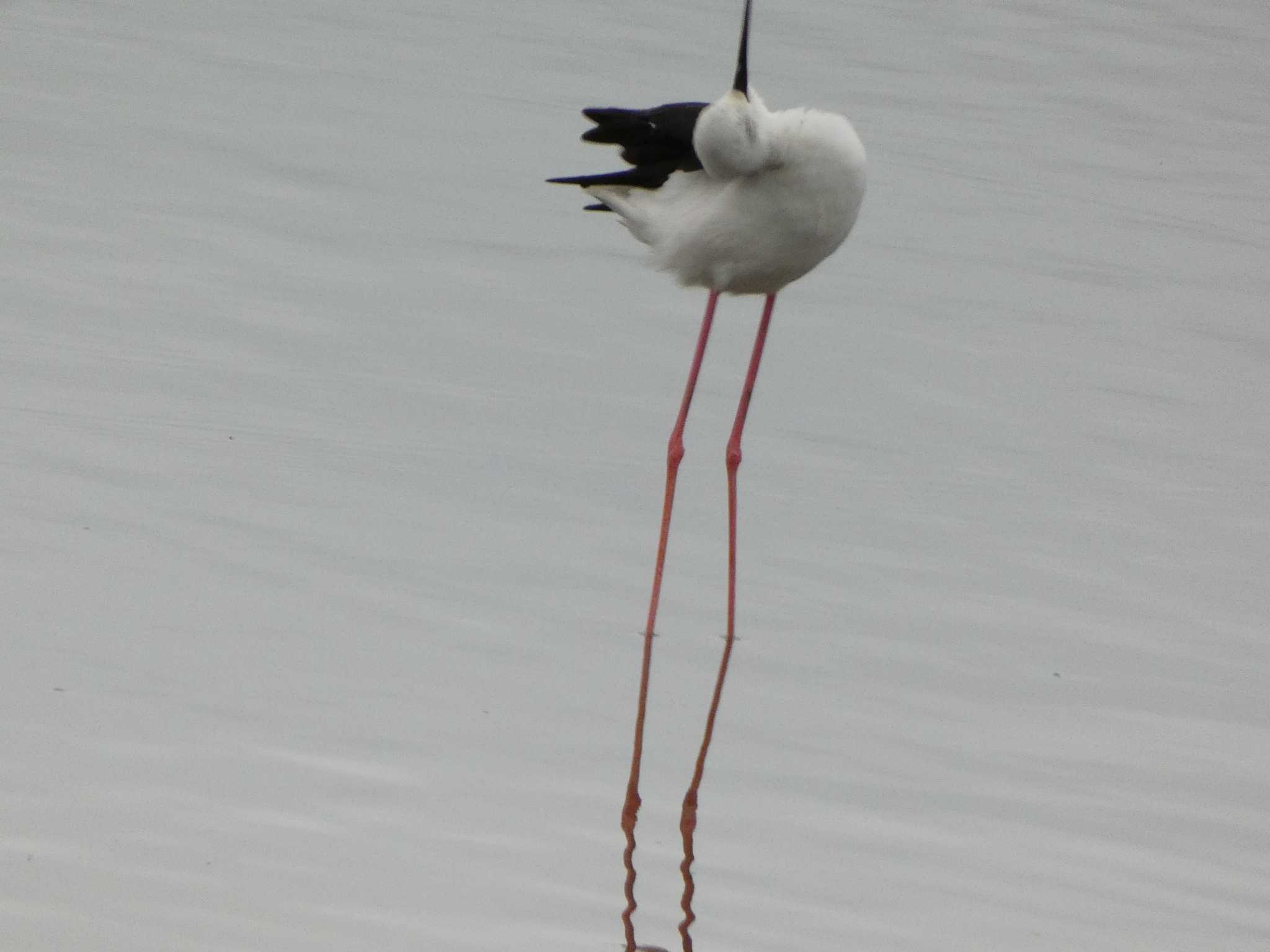 何かに見えるような❓