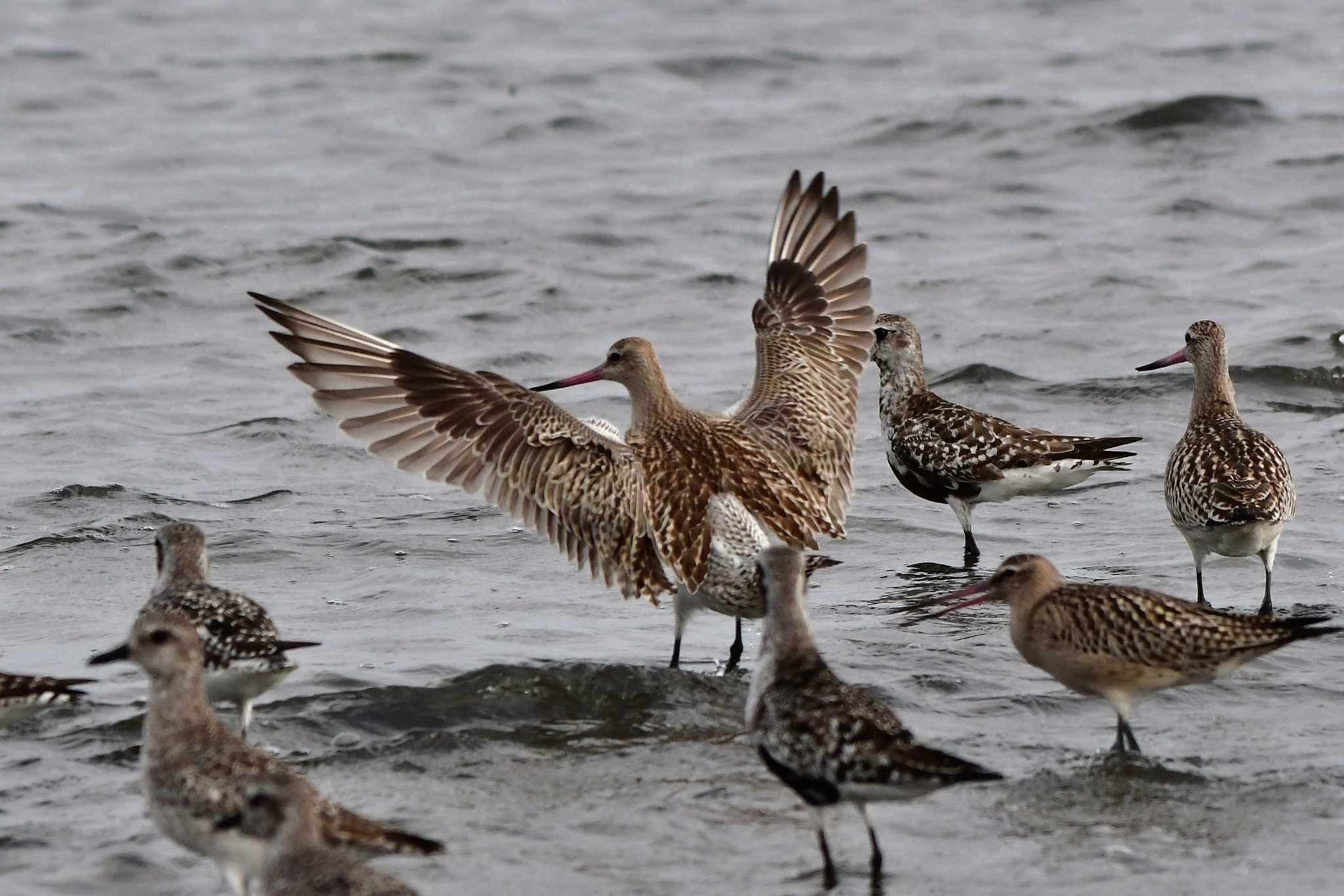 Bar-tailed Godwit