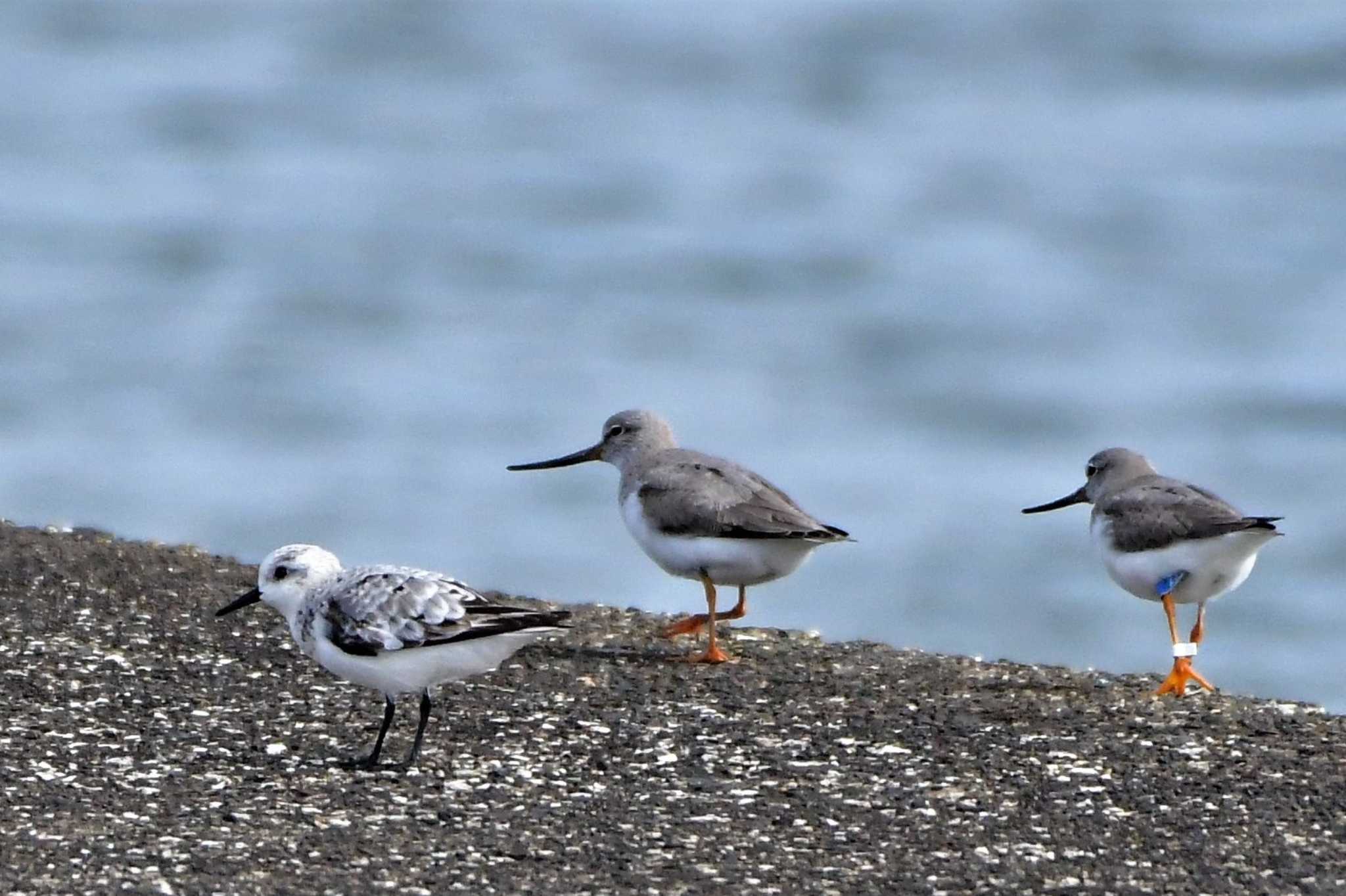 ふなばし三番瀬海浜公園 ソリハシシギの写真