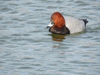 Common Pochard Osaka Tsurumi Ryokuchi Wed, 2/7/2018