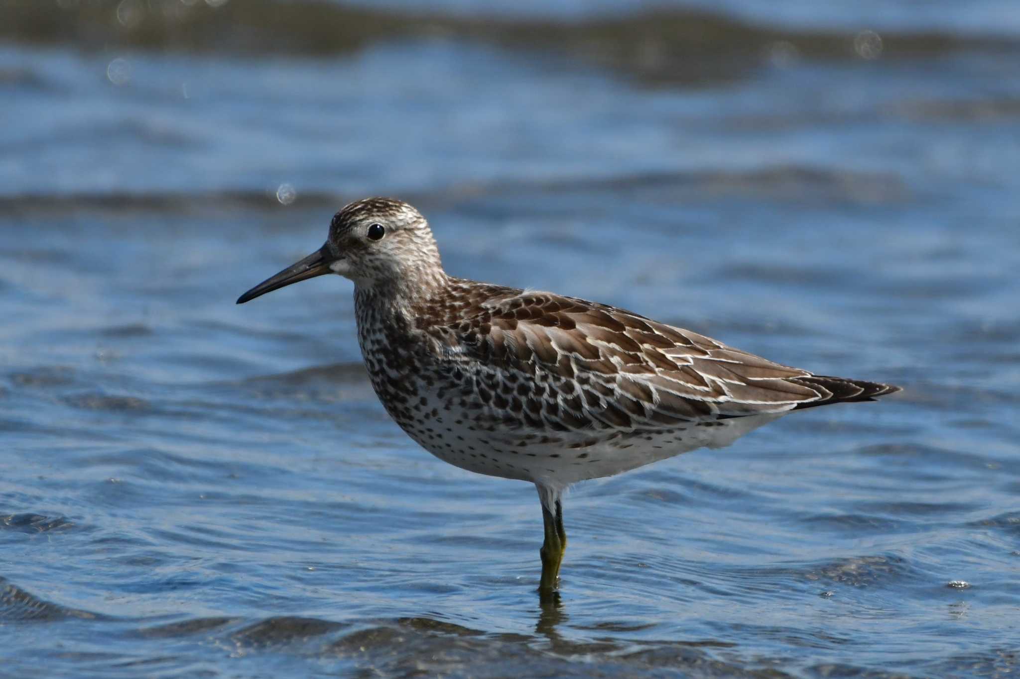 Great Knot