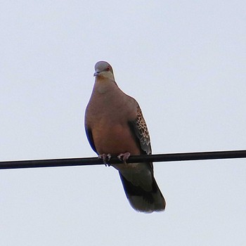 Oriental Turtle Dove 大仙公園周辺 Sat, 9/17/2022