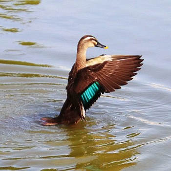 Eastern Spot-billed Duck 大仙公園 Mon, 8/29/2022