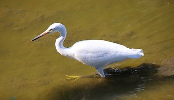 Little Egret 大仙陵古墳 Mon, 8/29/2022