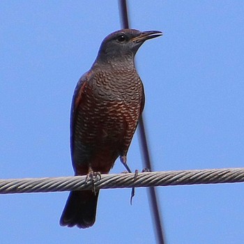 Blue Rock Thrush 大仙公園周辺 Mon, 8/29/2022