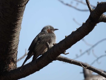 Brown-eared Bulbul Osaka Tsurumi Ryokuchi Wed, 2/7/2018