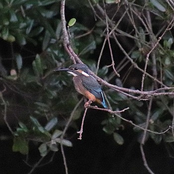 2022年8月26日(金) 大仙陵古墳の野鳥観察記録