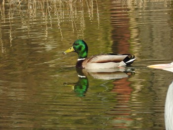 Mallard Osaka Tsurumi Ryokuchi Wed, 2/7/2018