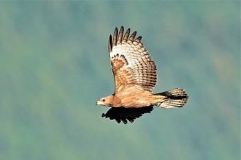 Crested Honey Buzzard Shirakaba-touge Sun, 9/25/2022