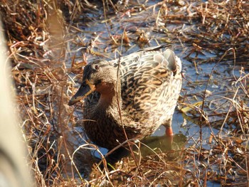 Mallard Osaka Tsurumi Ryokuchi Wed, 2/7/2018