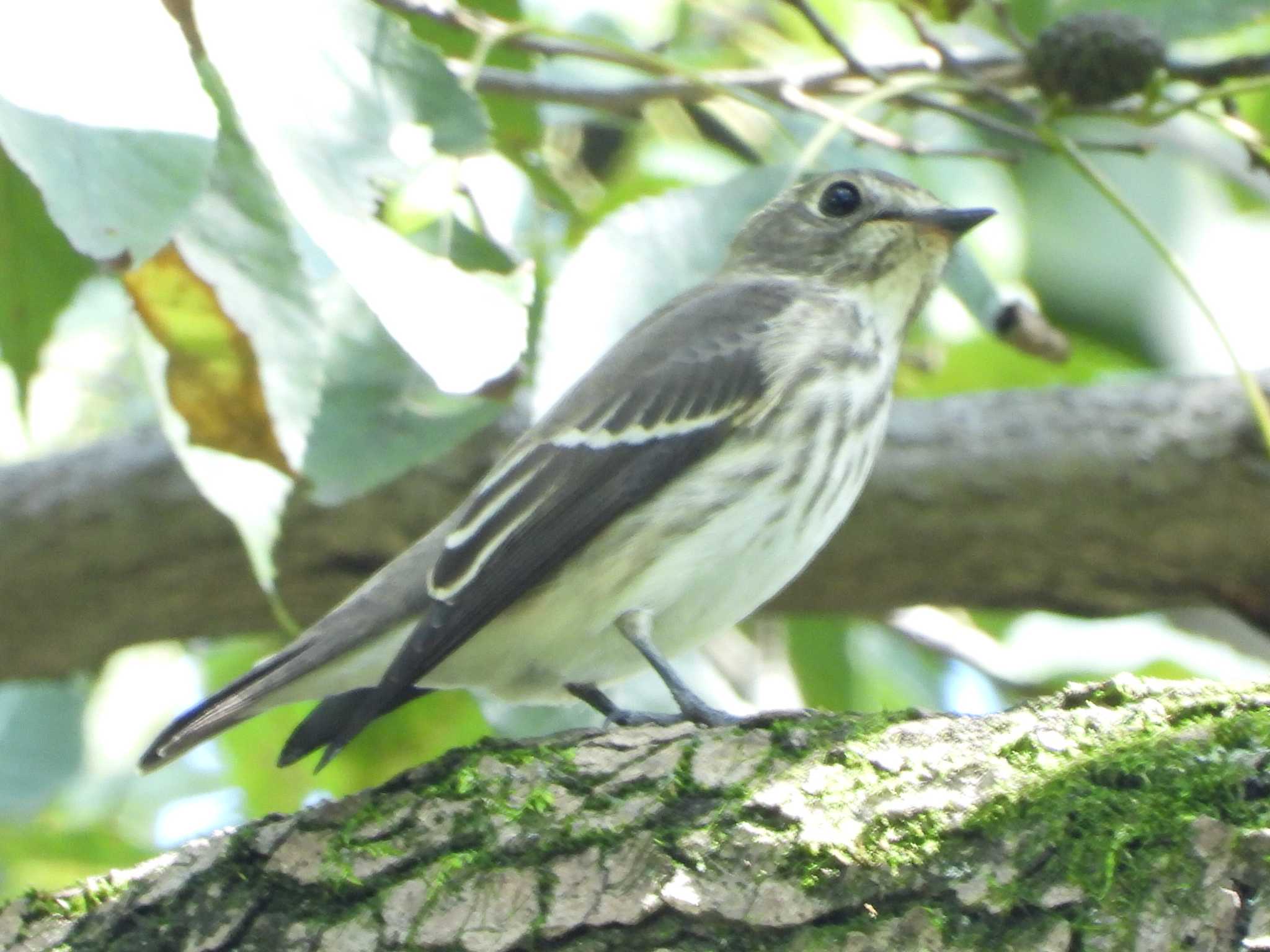 秋ヶ瀬公園 エゾビタキの写真