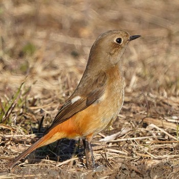 ジョウビタキ 大麻生野鳥の森公園 2022年1月3日(月)