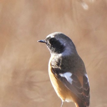 Daurian Redstart Ooaso Wild Bird Forest Park Mon, 1/3/2022