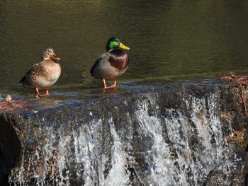 マガモ 大阪鶴見緑地 2018年2月7日(水)