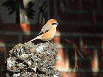 Bull-headed Shrike Osaka Tsurumi Ryokuchi Wed, 2/7/2018