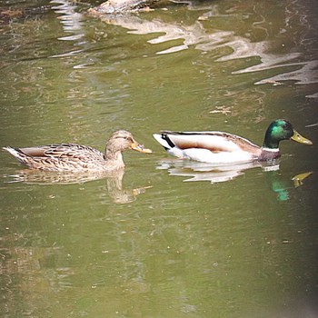 2022年4月17日(日) 大仙陵古墳の野鳥観察記録