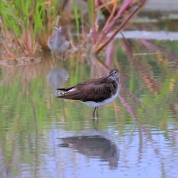 クサシギ 浮島ヶ原自然公園 2022年9月28日(水)