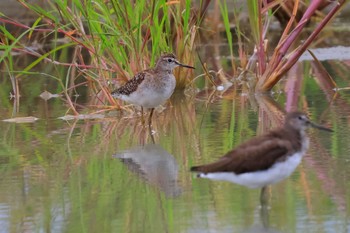 Wood Sandpiper 浮島ヶ原自然公園 Wed, 9/28/2022