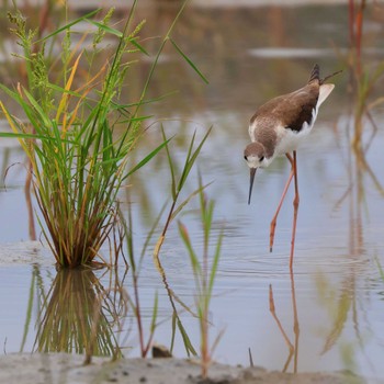 Black-winged Stilt 浮島ヶ原自然公園 Wed, 9/28/2022