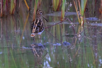 Common Snipe 浮島ヶ原自然公園 Wed, 9/28/2022