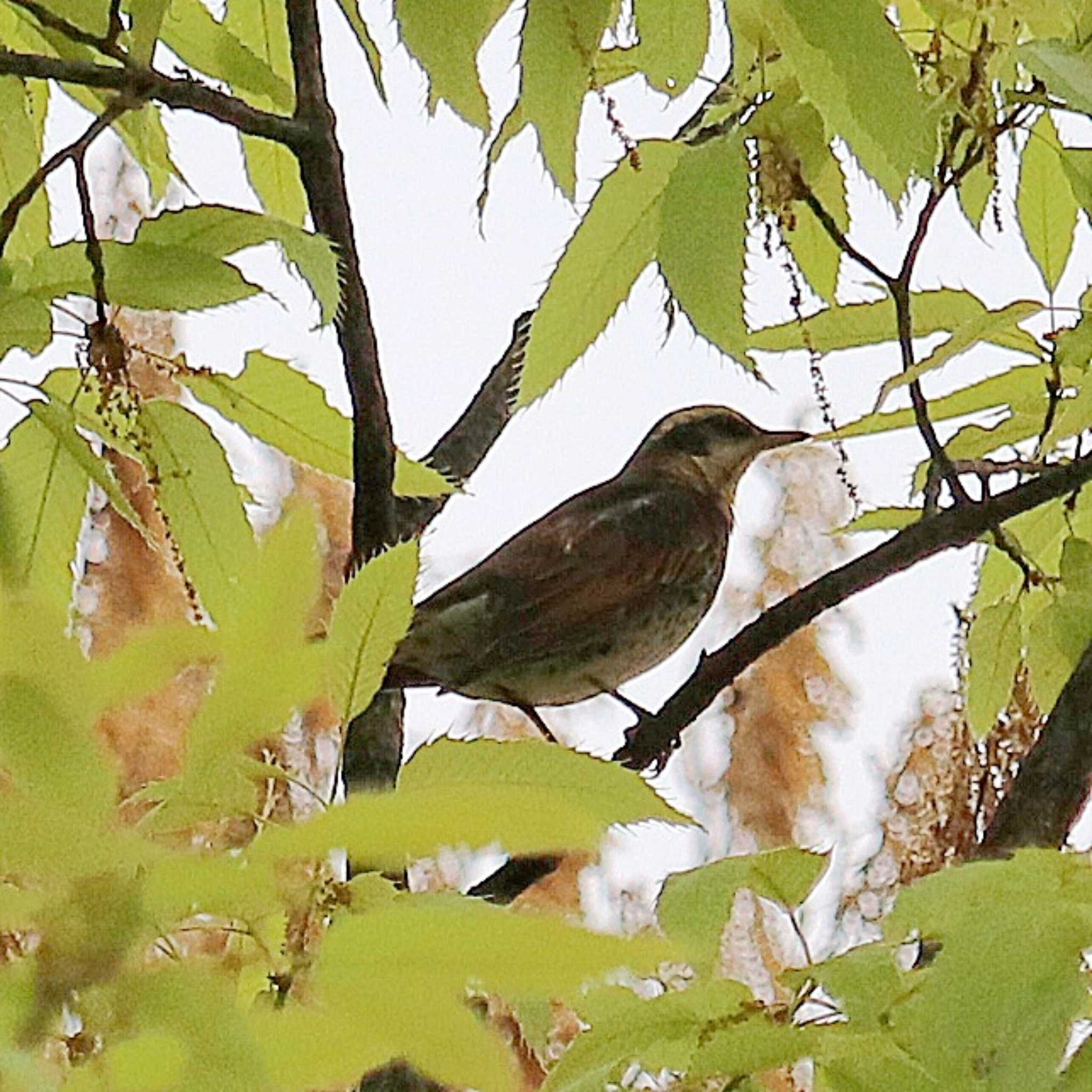 Dusky Thrush